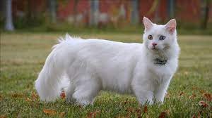 Kedi kumu seçerken neye dikkat etmelisiniz ?