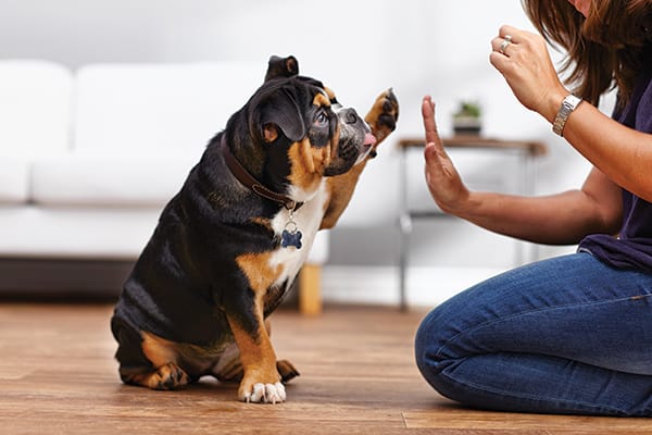 Köpek eğitimi nasıl olmalı ?